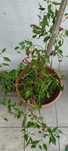 Plantas em vaso.
