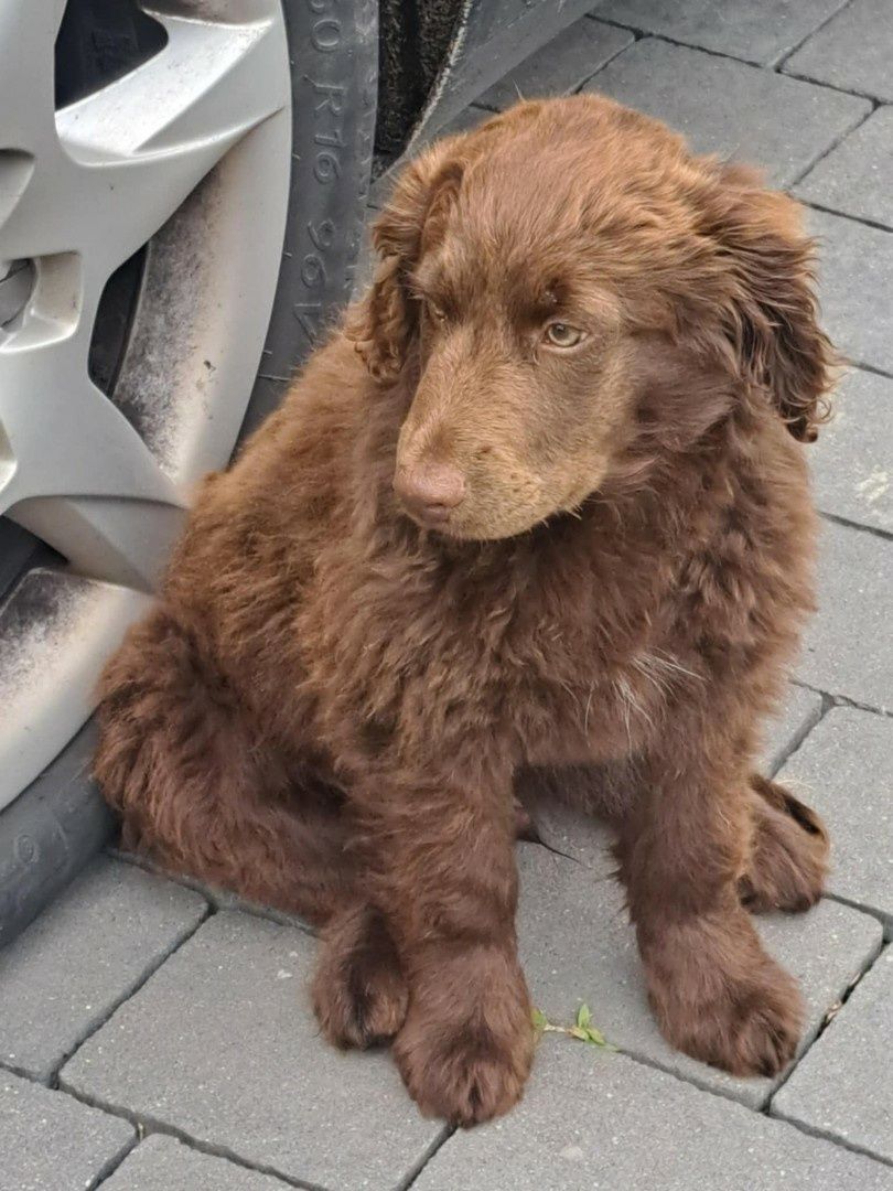 Szczeniaki cocker spaniel
