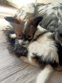 Papillon spaniel kontynentalny suczka