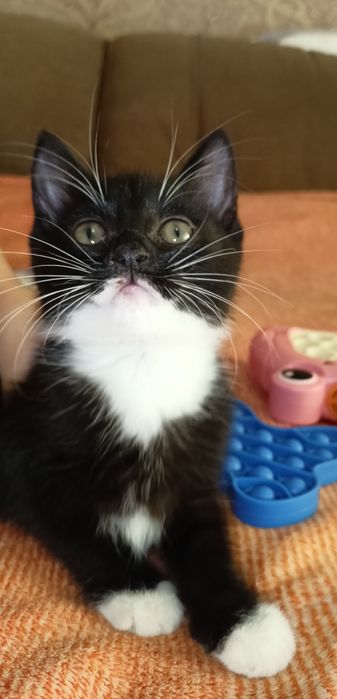 Киця шукає турботливу родину