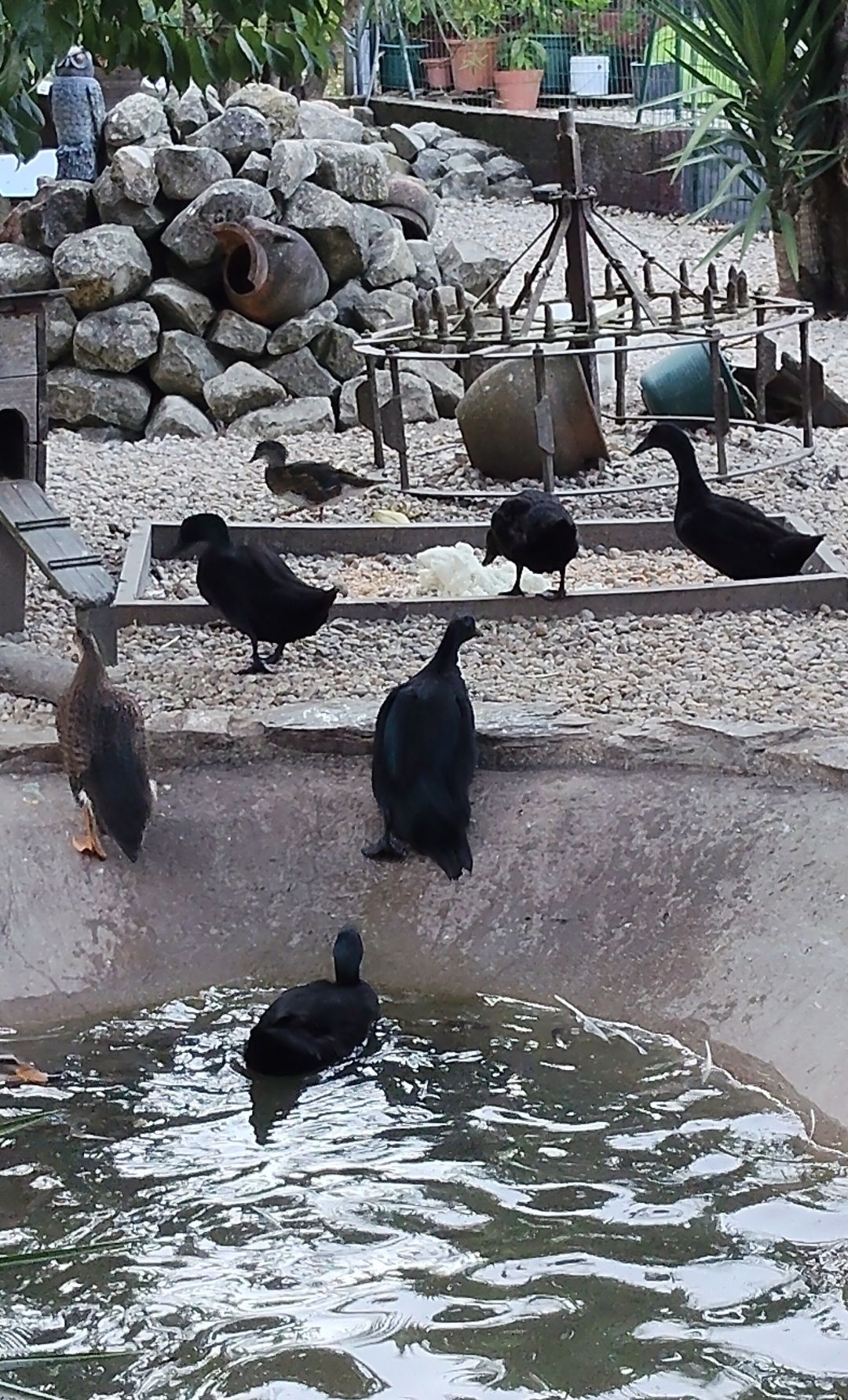 Patos Cayuga, Rouen e mandarins