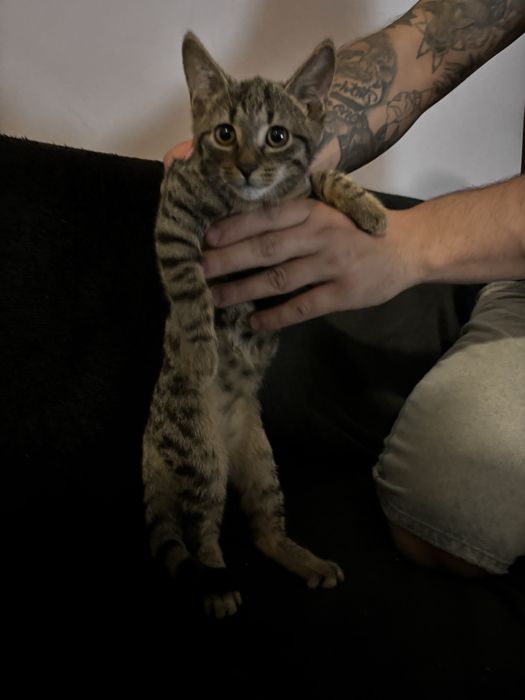 Kociaki do adopcji