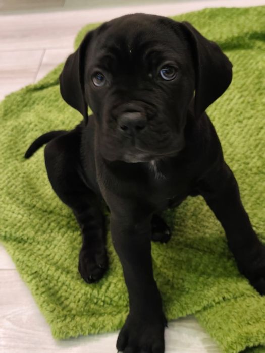 Cane Corso zapraszamy