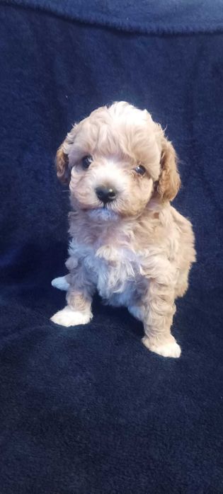 Maltipoo po rodowodowych rodzicach.