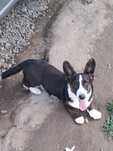 **DOLAR** Welsh Corgi Cardigan xxs gotowy do zmiany opiekuna