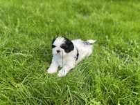 Shih tzu piesek, rodowód, wyprawka