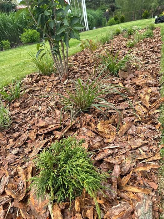 *Kora Sosnowa 80L* Ogrodowa Iława Ostróda Dowóz Gratis