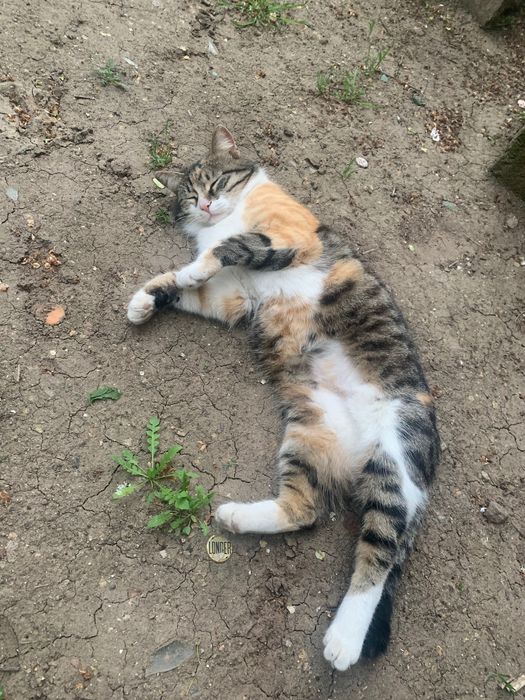 Стерилізована красуня шукає дім