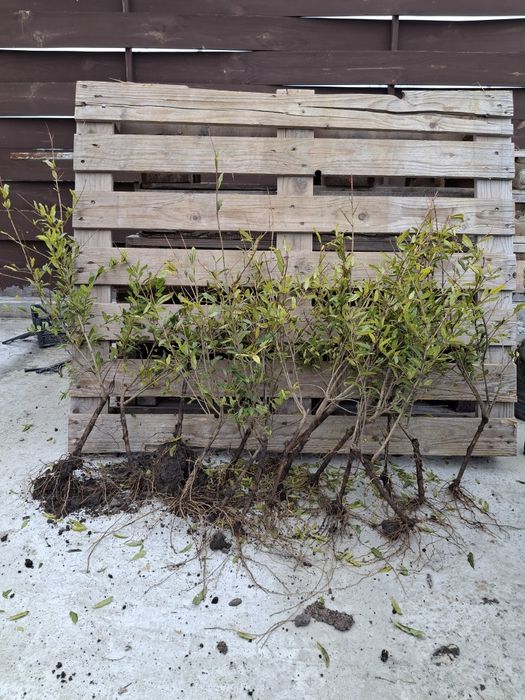 Продам саджанці інжиру і граната