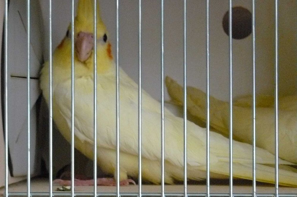 Papugi nimfy lipiec 2025 samce samiczki , możliwe niespokrewnione pary