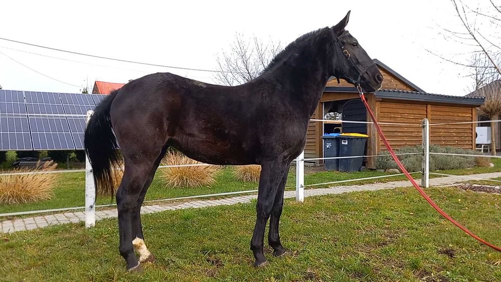 Klacz śląska 2,5 roku