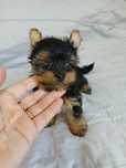 Yorkshire terrier macho mini com LOP