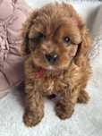 Cudowna dziewczynka Cavapoo