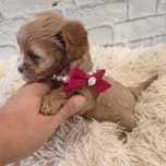 Cavapoo > cavalier & pudel toy.