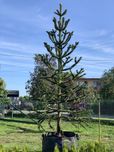 Araucaria araucana Małpie drzewo Araukaria