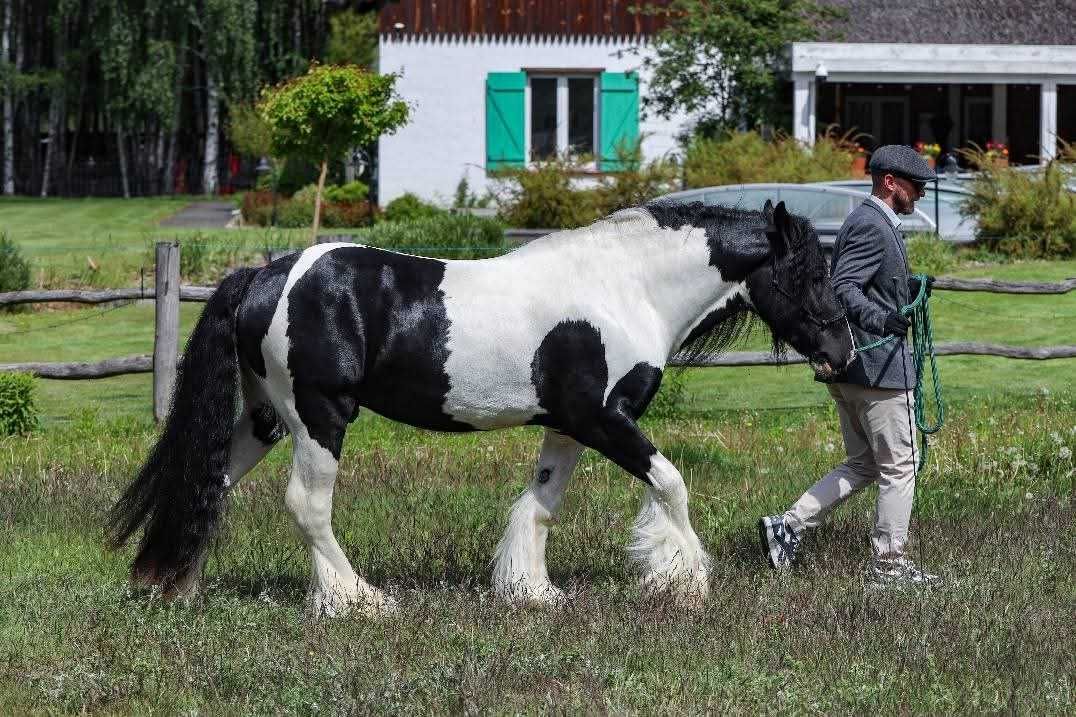 Stanówka Ogier Irish Cob/Tinker