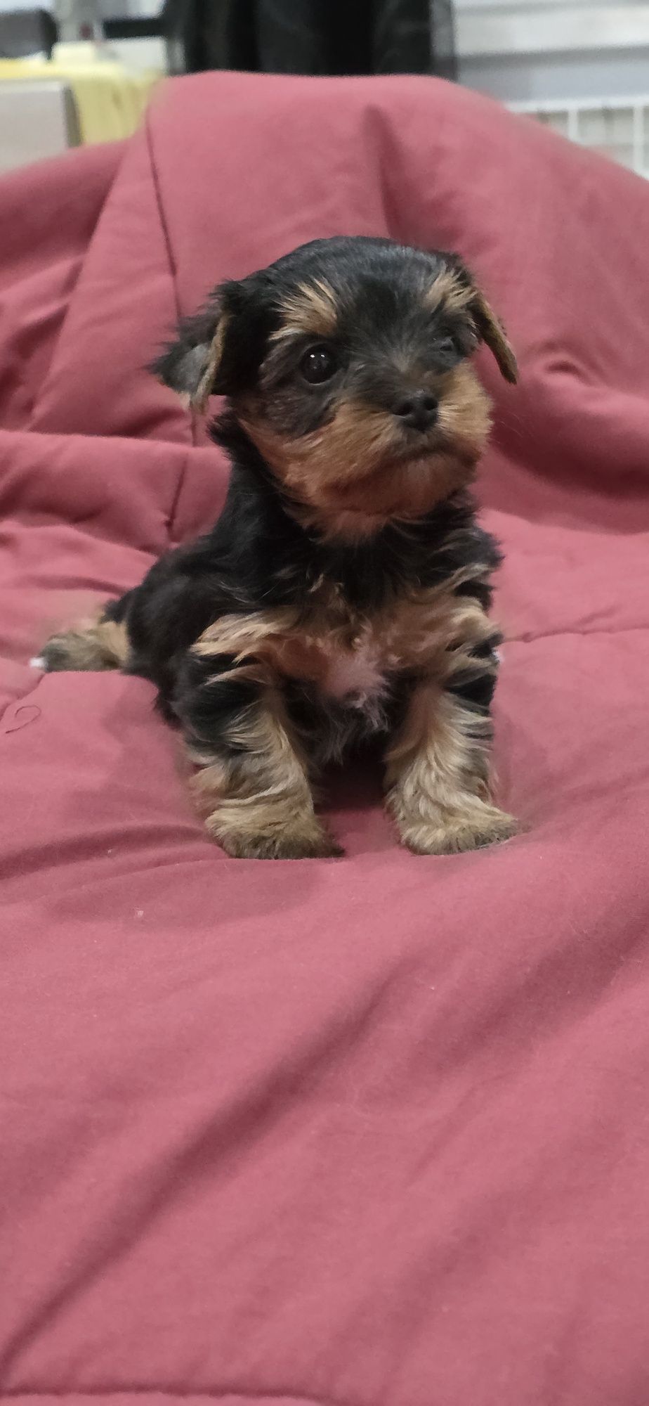 Yorkshire  Terrier fêmea