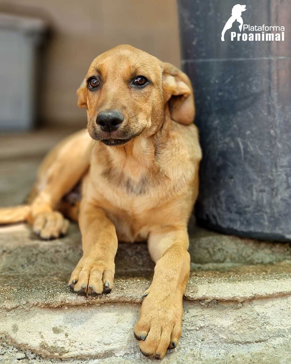 EDU - Cãozinho Bebe para Adoção