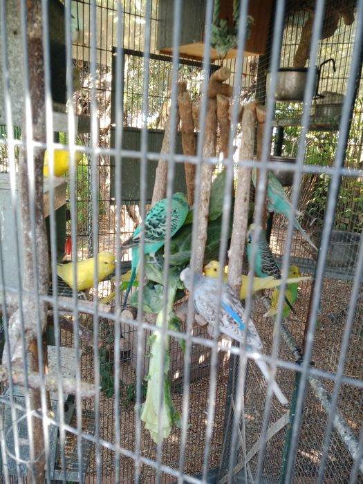 Vendo periquitos