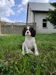 Cavalier King Charles spaniel suczka