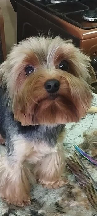 Йоркширский терьер