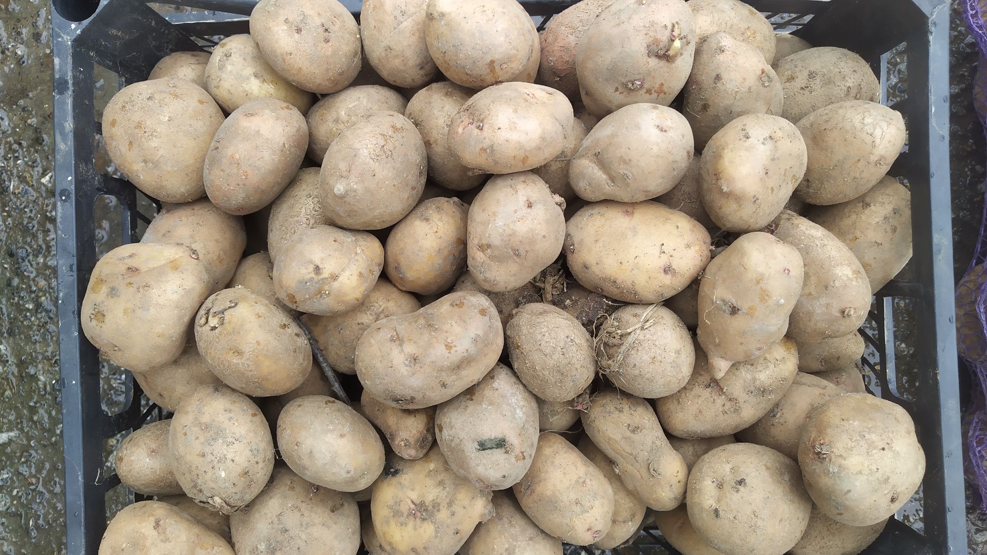 Насіння картоплі Рів'єра-ультраранній . Також інші сорти. Маємо велику