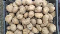Насіння картоплі Рів'єра-ультраранній . Також інші сорти. Маємо велику