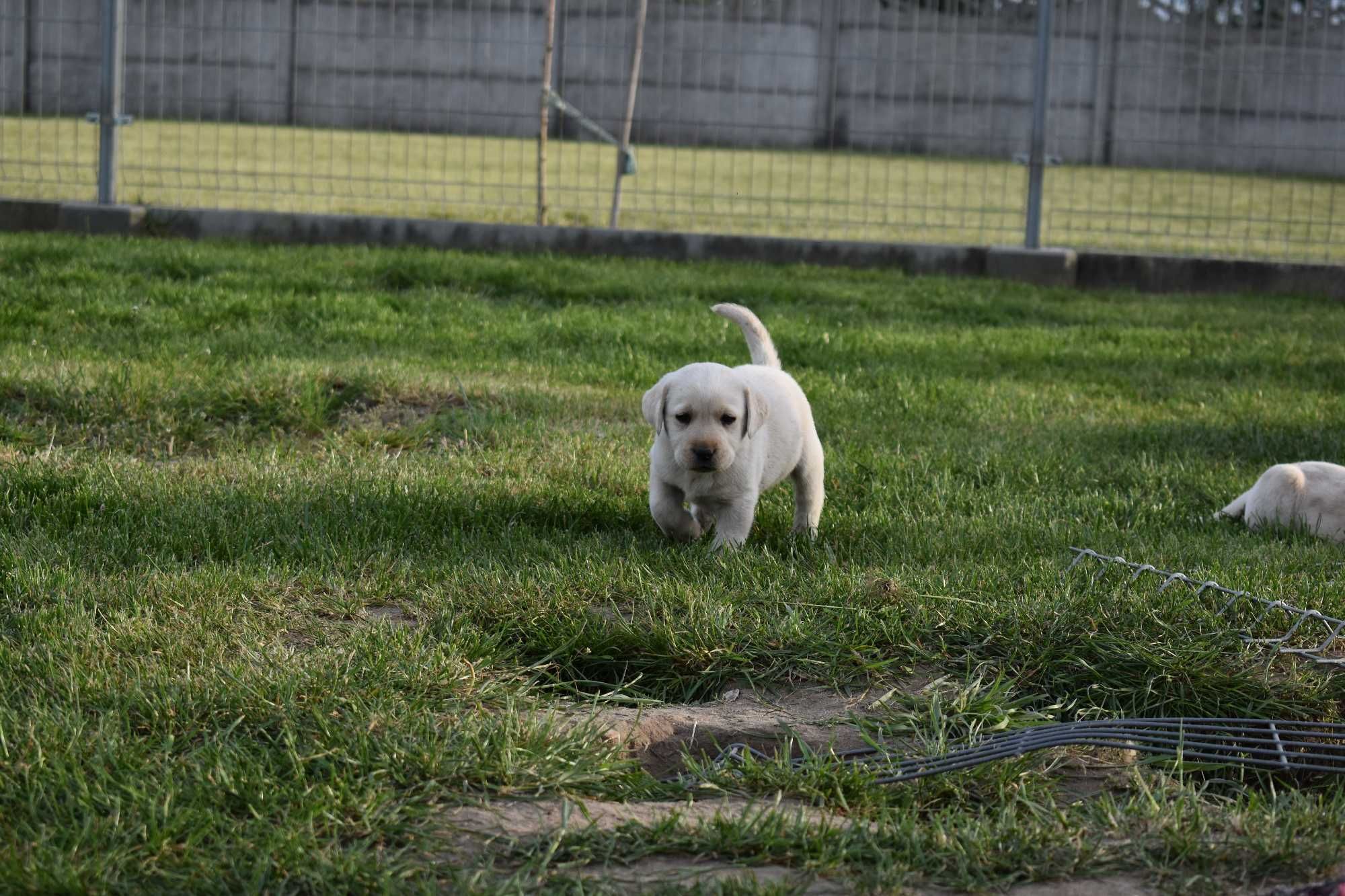 Labrador biszkoptowe szczeniaki FCI