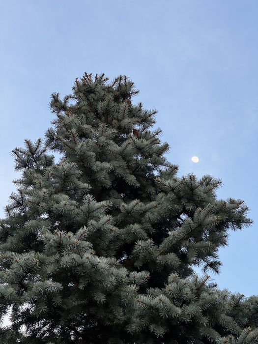 Ялинка 3 м висоти