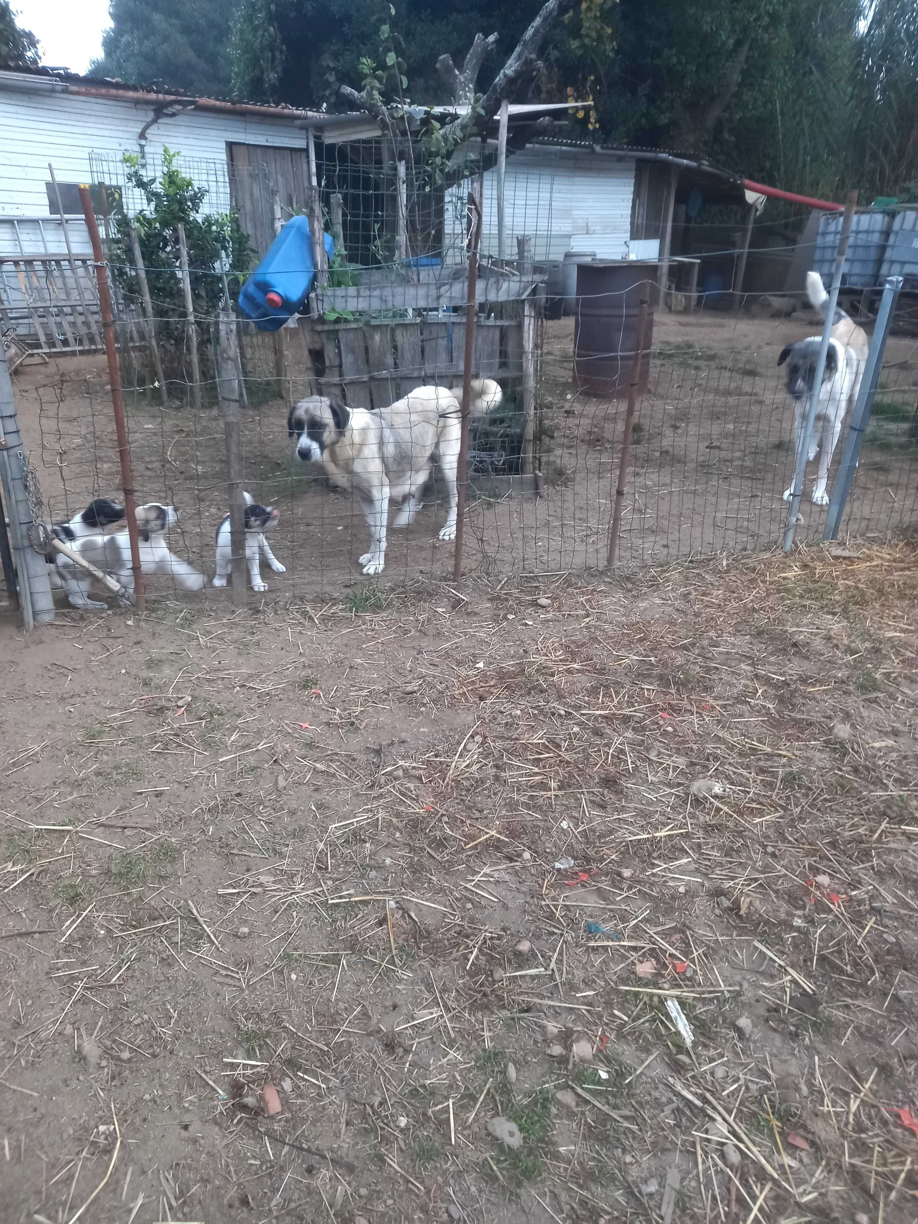 Cães rafeiro alentejano puros