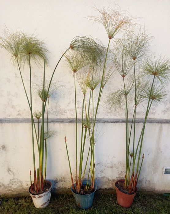 Plantas de papiro lagos e jardins exóticos