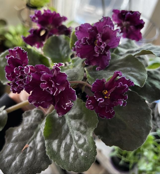 Фиалки, сенполии, листики