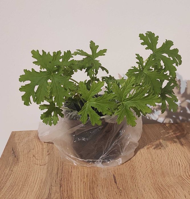 Geranium, anginka