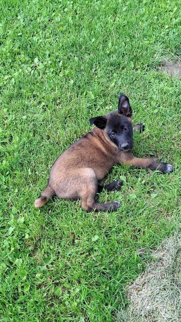 Бельгийская овчарка малинуа! 2 месяца! Malinois puppy