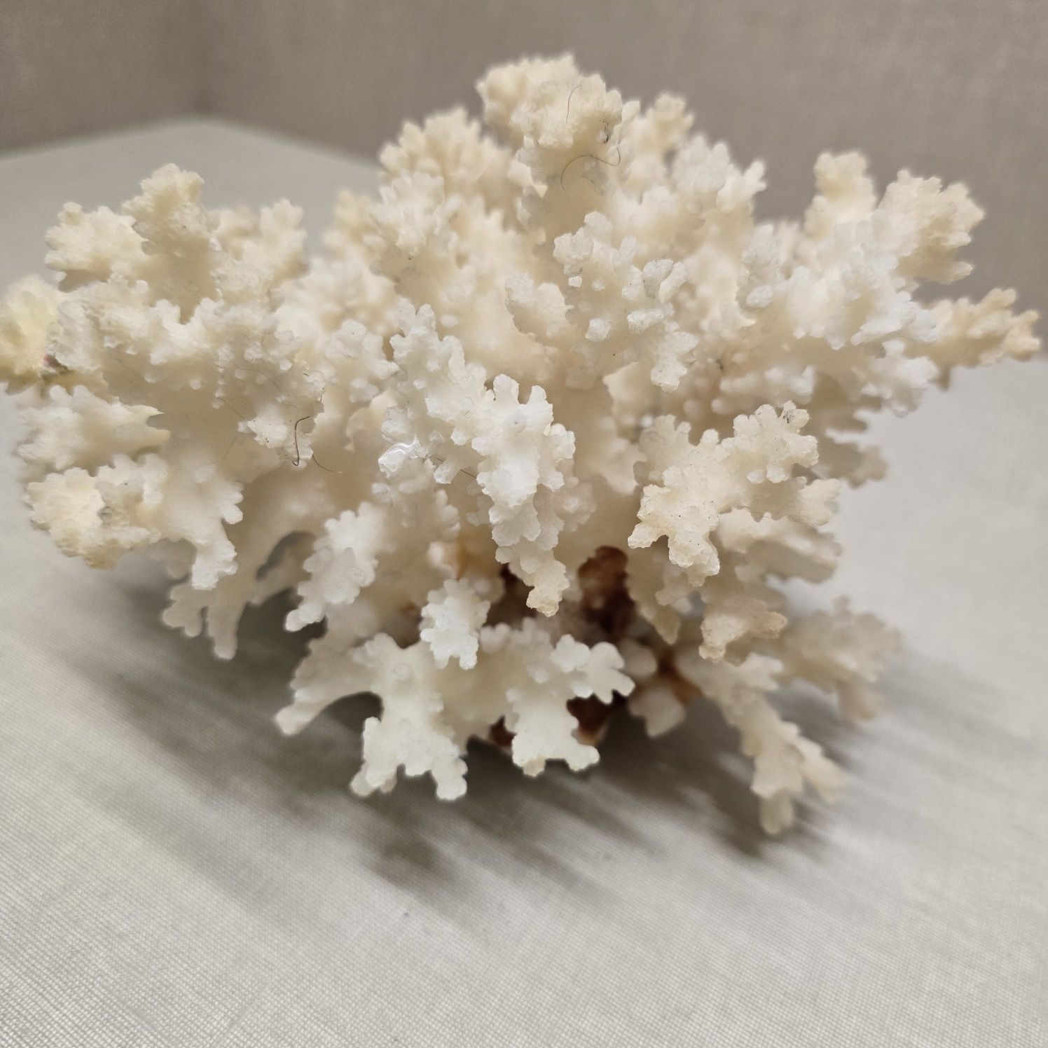 Lindíssimo coral branco