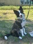 Чистокровні  КСУ Border Collie