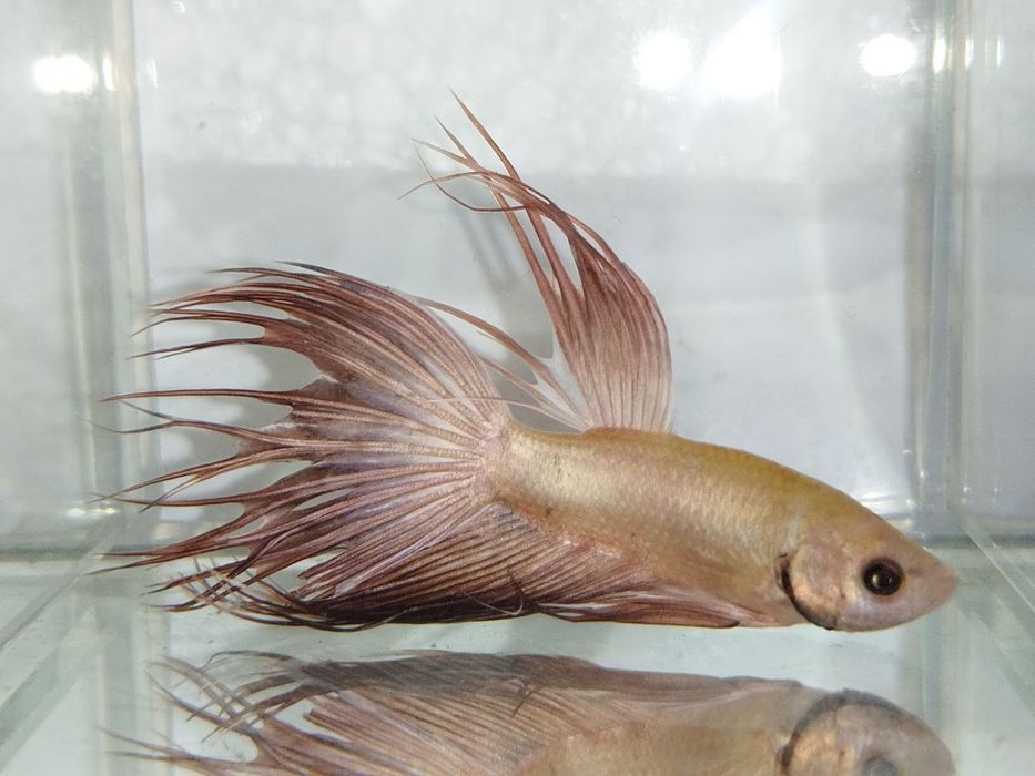 Петушок, півник, різні кольори, коронохвостий, плакат, дельта, вуаль.