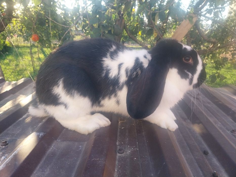 Sprzedam króliki samce