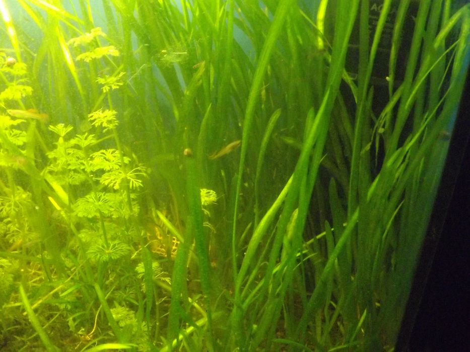 Nurzaniec - trawa akwariowa