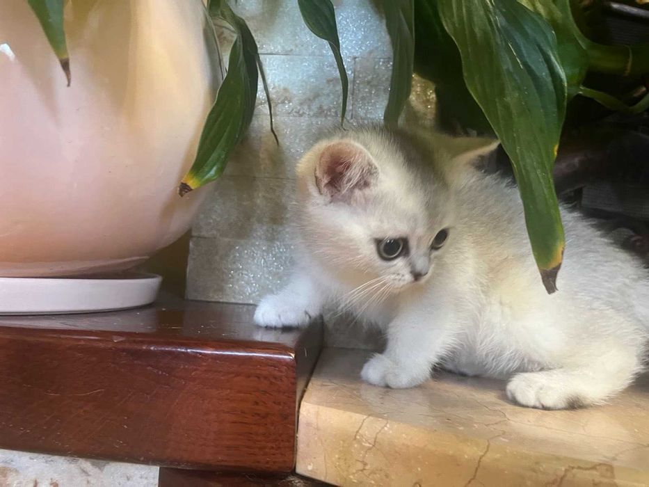 Блакитноока срібна красуня британка