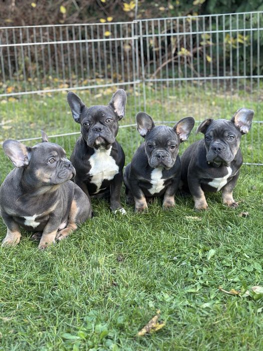 Buldog Francuski szczeniak