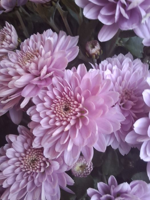 Chryzantemy na święto zmarłych