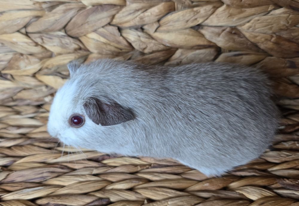 Девочка гладкошерстная п-к "Малютка Пиг" морская свинка