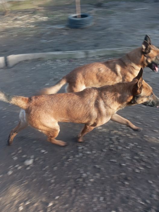 Вязка бельгійської вівчарки малінуа