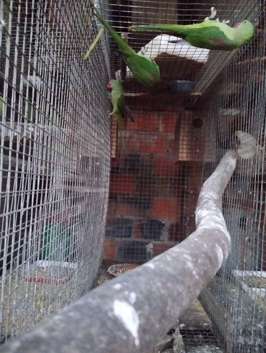 Alexandrino fêmea de 2021