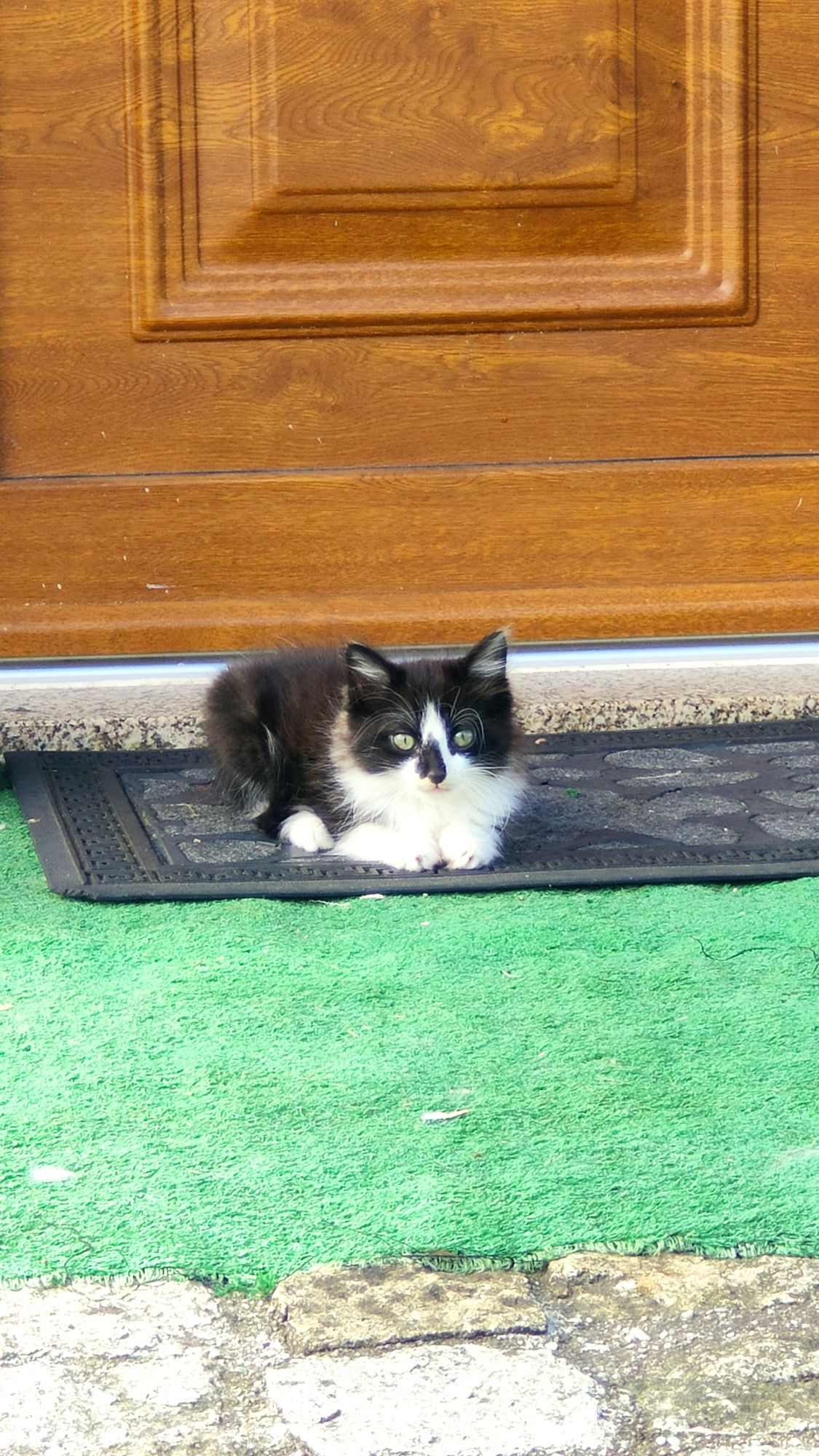 Gatinho com 3 meses