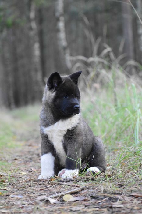 Akita Amerykańska - Suczka FCI/ZKwP