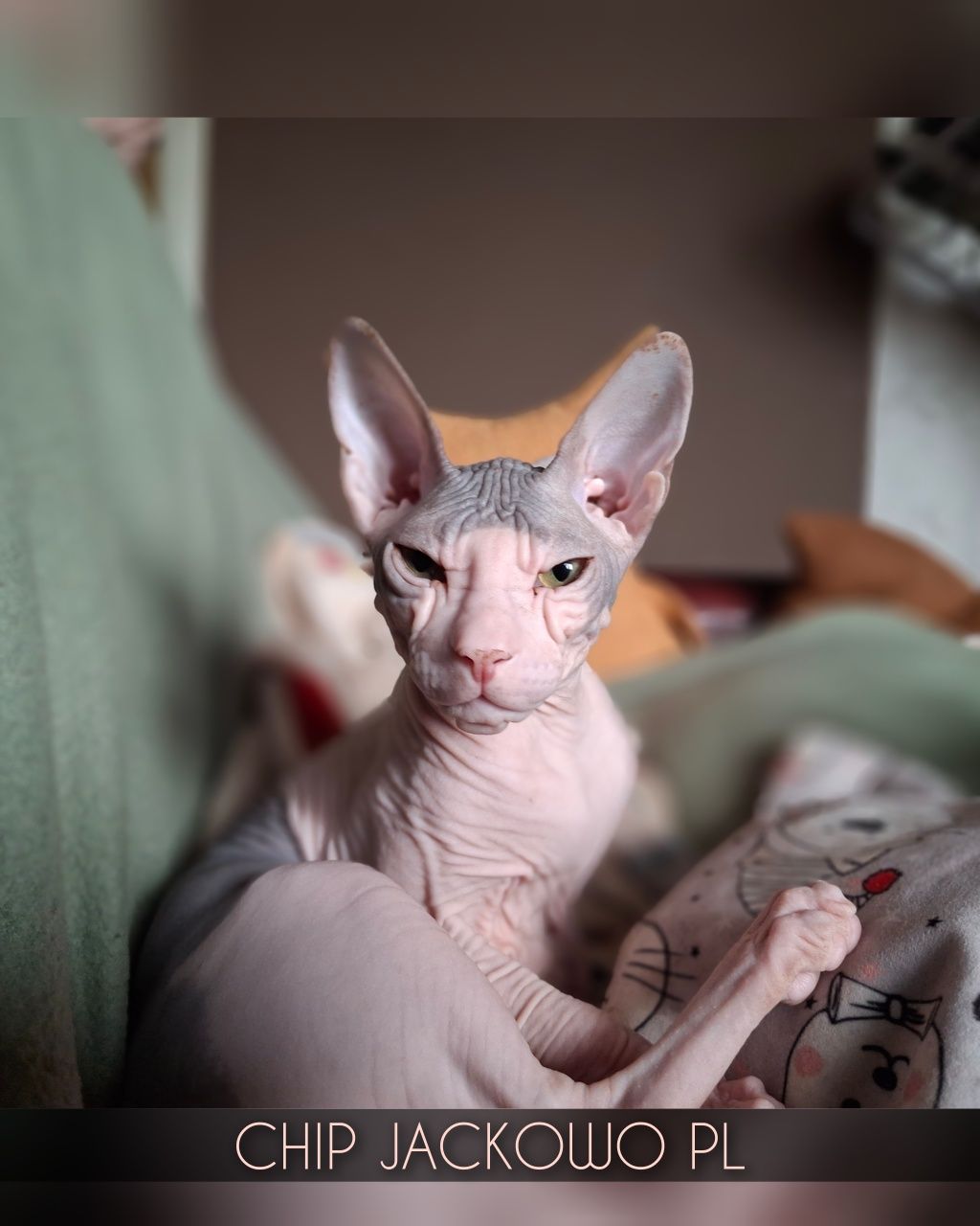Sfinks Doński/Don Sphynx, CHIP - piękny kocurek bikolor, miot C.