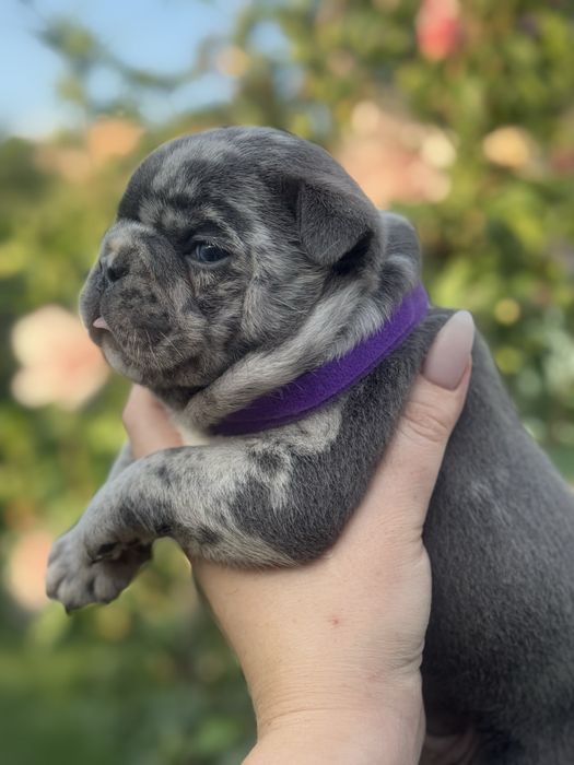 Міні та стандарт шикарні цуценята!Доставка по Україні та за кордон