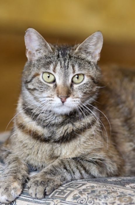 Таша 1 год, котенок Пепельная, красивая девочка, пушистая кошечка